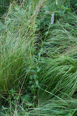 Veronica orchidea