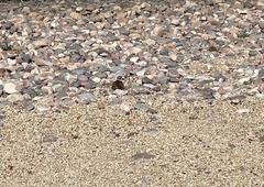 Charadrius vociferus