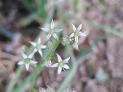 Sedum cepaea