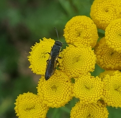 Sapygina decemguttata