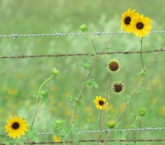 Helianthus debilis cucumerifolius