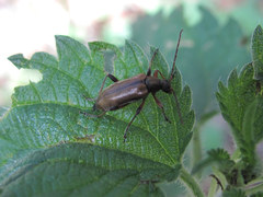 Cortodera