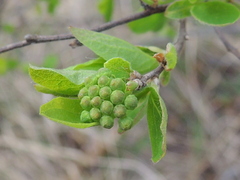 Spiraea media