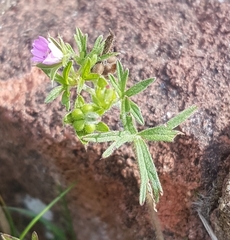 Geranium