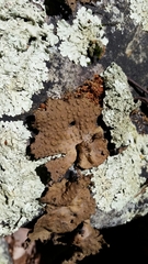 Lasallia pensylvanica