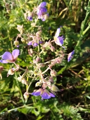 Geranium pratense