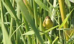 Pseudocolopteryx flaviventris