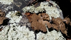 Lasallia pensylvanica