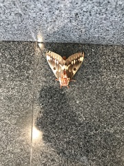 Citheronia splendens