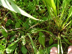 Pilosella flagellaris