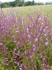 Aeollanthus pubescens