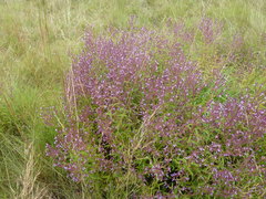 Aeollanthus pubescens