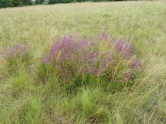 Aeollanthus pubescens