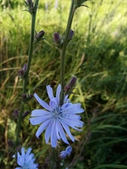 Cichorium intybus