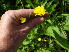 Pilosella flagellaris