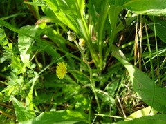 Pilosella flagellaris