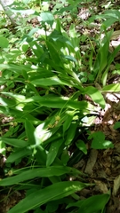 Carex fraseriana