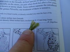 Pilosella flagellaris