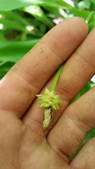 Carex fraseriana
