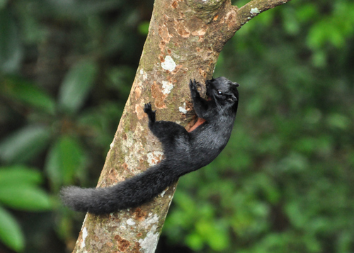 Prevost's Squirrel, Sepilok, 90000 Sandakan, Sabah, Малайзия, photo 10 of 10