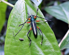 Mionochroma vittatum