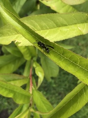Ancistrocerus albolacteus