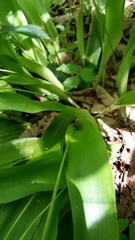Carex fraseriana