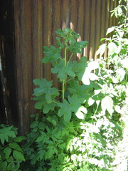 Alcea rosea