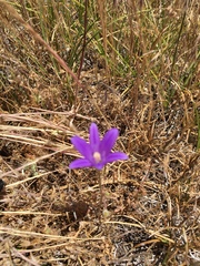 Brodiaea