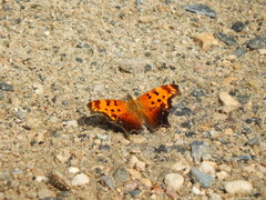 Polygonia comma