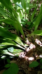 Carex fraseriana