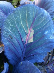 Brassica oleracea capitata