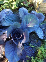 Brassica oleracea capitata