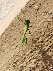 Hierodula membranacea