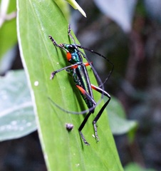 Mionochroma vittatum