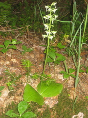 Platanthera macrophylla