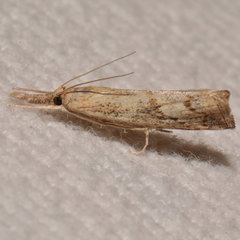 Neodactria zeellus