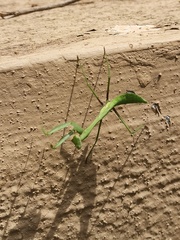 Hierodula membranacea