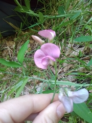 Lathyrus heterophyllus