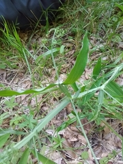 Lathyrus heterophyllus