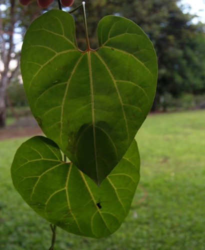 Aristolochia leuconeura, photograph 4