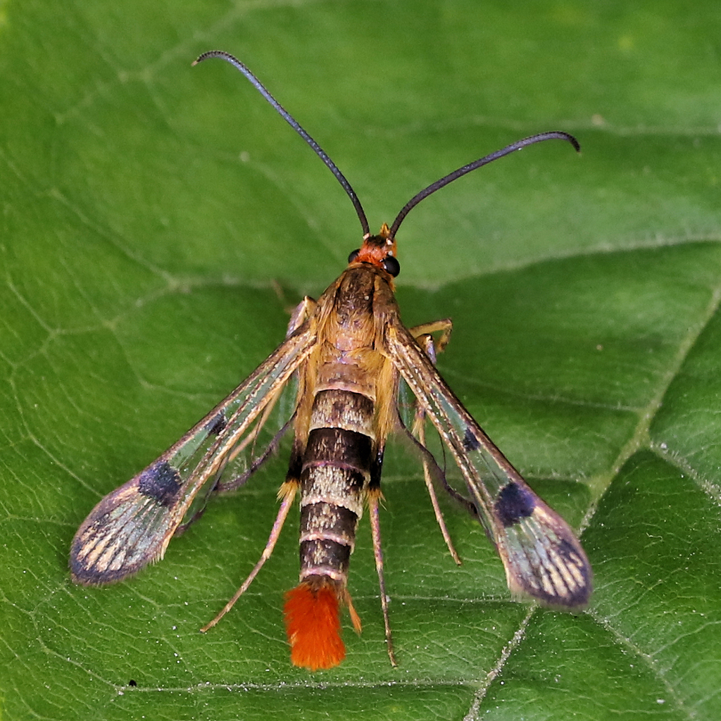 Maple Callus Borer Moth Lepidoptera Of The Blue Hills Norfolk Co Ma · Inaturalist