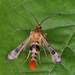 Maple Callus Borer Moth - Photo (c) Doris Potter, some rights reserved (CC BY-NC), uploaded by Doris Potter