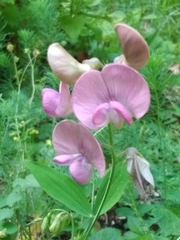 Lathyrus heterophyllus