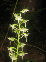 Platanthera macrophylla