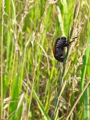 Anisoplia austriaca