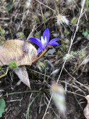 Brodiaea rosea rosea