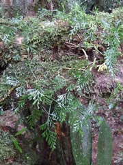 Asplenium mannii