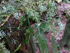 Asplenium mannii