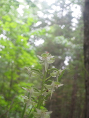 Platanthera macrophylla